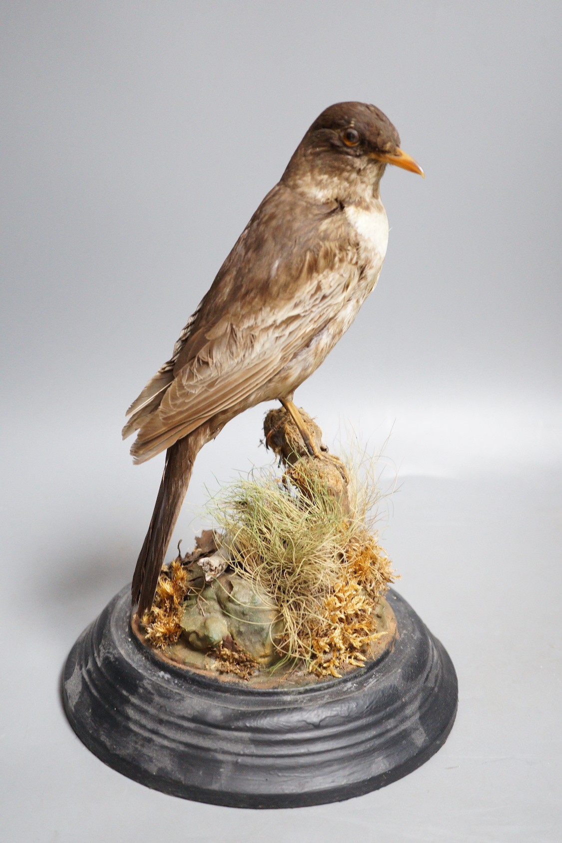 Taxidermy - a kingfisher and a ring ouzel, each under a glass dome, the tallest 30 cm (2)